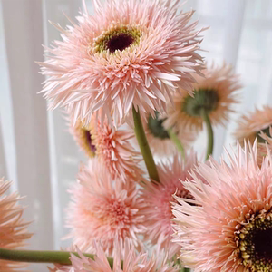 进口拉丝非洲菊 红色 粉色拉丝菊 扶郎花鲜花太阳花鲜花瓶插花