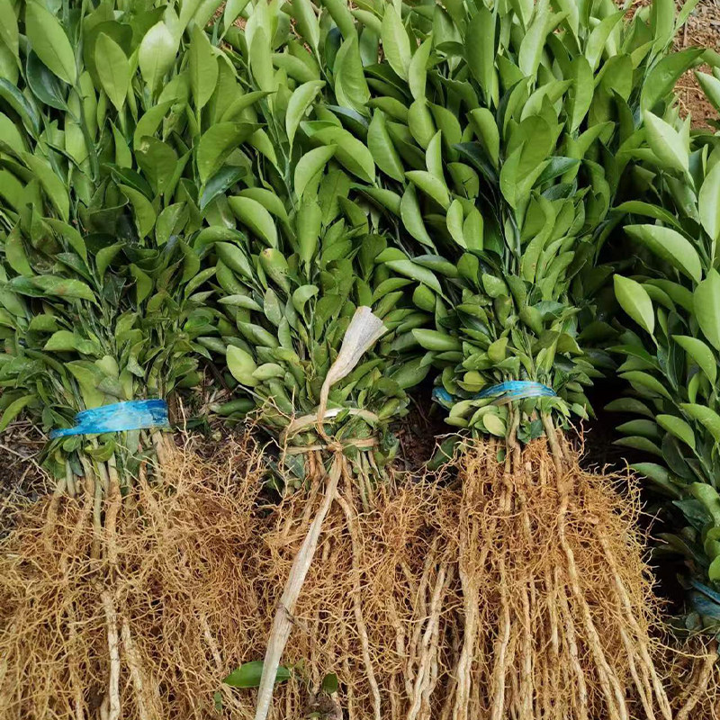 高档红桔苗实生苗红橘苗小苗红橘直生树苗原生苗砧木嫁接自产自销