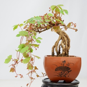 精品爬山虎微型盆景红芽提根老桩爬山虎盆栽掌上绿植盆栽一物一拍