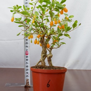 迷你黄枸杞 红枸杞微型盆景 小老桩开花结果桌面绿植耐寒实拍带花