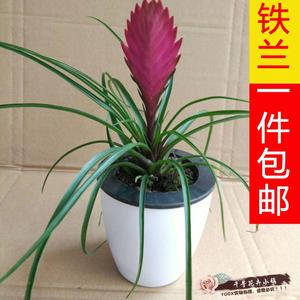 铁兰紫花凤梨推荐四季开花耐阴办公室桌净化空气去甲醛 一棵包邮