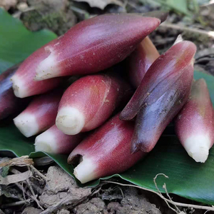产地直销23年现挖新鲜洋荷姜湖北省恩施利川阳荷野生洋火蔬菜包邮