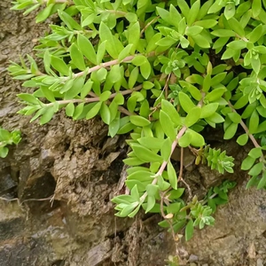 大山可食用垂盆草非人工种植野外生长中药材狗牙草现摘发货耐干旱