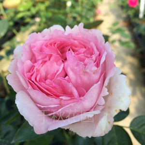 【千秋花园】伊芙系列 芳香喷泉 灌木月季 大花浓香 多季节开