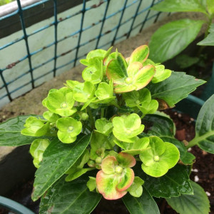 【千秋花园】魔幻绿色火焰 盆栽庭院阳台大花绣球八仙花进口耐寒