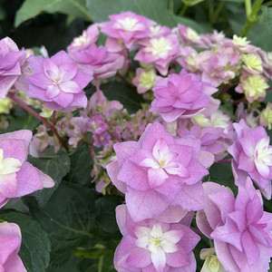 【千秋花园】筑紫之风 地栽盆栽庭院阳台大花绣球八仙花进口耐寒