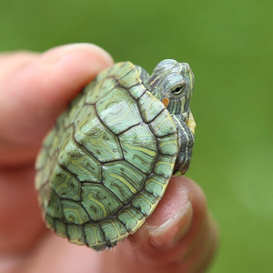 巴西龟活物小乌龟活体小宠长寿龟好养龟水龟宠物情侣龟中华草龟