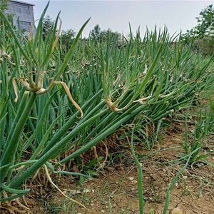 楼葱苗多年生天葱盆栽观音葱风葱分葱庭院 四季常绿地栽观食药