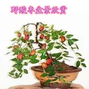 热销山酸枣老桩阳台庭院盆栽观花观果文人悬崖式中型盆景根艺素材