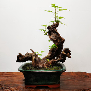 黄荆老桩舍利盆景绿植盆栽素材阳台办公桌净化空气吸甲醛植物