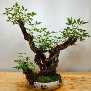 黄荆舍利精品老桩盆景绿植盆栽素材阳台办公桌净化空气吸甲醛植物