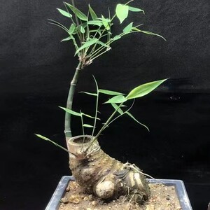 【盆景簕竹】盆景簕竹品牌,价格 - 阿里巴巴