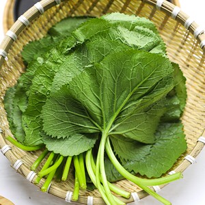 马蹄叶新鲜包邮