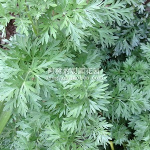 【中亚苦蒿/苦艾/洋艾】苦艾酒原料 药草香草花园多年生驱虫植物