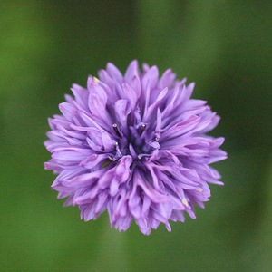 【矢车菊 高双球系列 紫色】 耐旱花卉花境盆栽蜜源植物