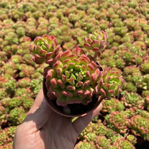 云南多肉新品多肉植物 小灯笼多肉 红灯笼蒂亚小群生老桩花卉盆栽