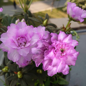 岸牡丹杜鹃 皋月 品种杜鹃重瓣紫色稀有品种杜鹃花盆栽好养活