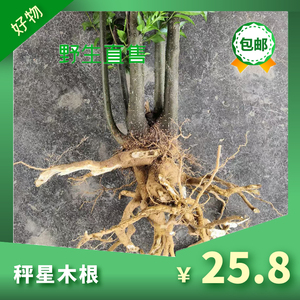 巽风野生秤星木天然假青梅无硫梅叶冬青根岗梅杆500g包邮