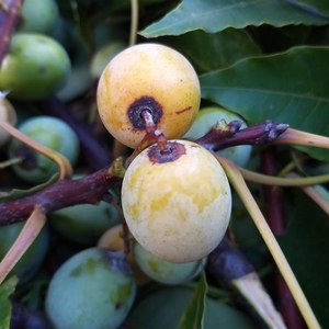 益阳特产新鲜南酸枣野生山青酸枣子五眼果孕妇酸爽水果鼻涕湖南