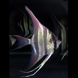 委内瑞拉埃及神仙观赏鱼野生定水哥伦比亚神仙鱼圣菲利佩埃及燕鱼