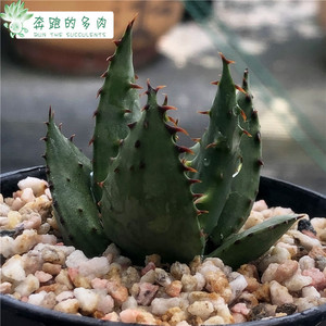 稀有多肉狮子锦实生芦荟aloe broomii南非芦荟少见