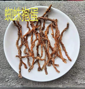 蜘蛛中药材