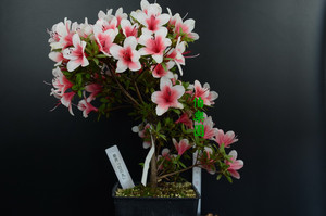 【日之丸杜鹃】日之丸杜鹃品牌,价格 - 阿里巴巴