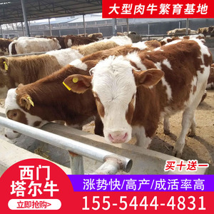 西门塔尔牛犊纯种活苗牛仔肉牛犊活牛出售牛犊子活牛活体黄牛养殖