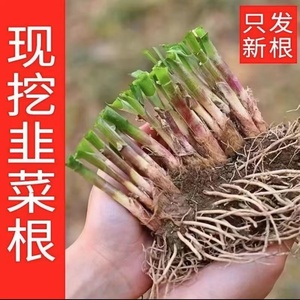 韭菜根苗包邮现挖宿根四季阳台种植蔬菜盆栽吸甲醛花卉绿植无公害