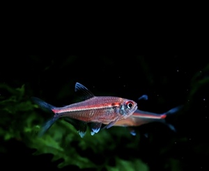 粉红霓虹灯鱼热带鱼南美鱼