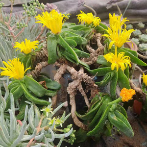 多肉植物佛手托金【佛手掌花】双色花四季开花单头 老桩 实生大群