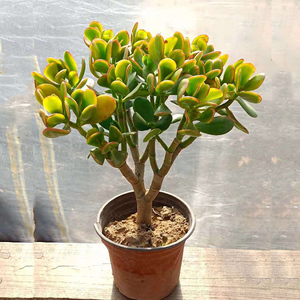 黄金花月多肉植物老桩盆栽大叶黄金玉树室内外盆栽盆景玉树系列