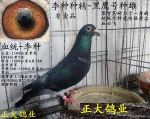 国血信鸽
