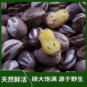 东北杨拉罐钓鱼鱼饵人吃洋辣子罐坦克虫活虫蜜袋鼯仓鼠花枝鼠刺猬