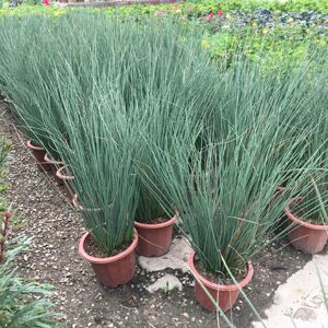 灯芯草灯草多年生草本观茎植物灯心草中草药水生植物阳台庭院造景