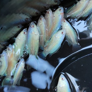 白化无纹蓝中国斗鱼活体冷水好养淡水原生鱼不用打氧金鱼小型鱼苗