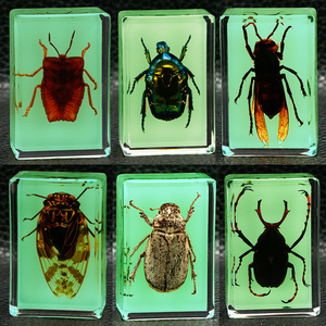 真实夜光昆虫动物标本 透明树脂幼儿园观察蜘蛛金龟甲虫蝎子荧光