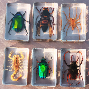 真实昆虫标本透明树脂甲虫蝗虫蜘蛛蝎子金龟蝴蝶蝉幼儿园创意观察