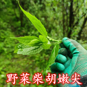 贵州野菜深山现采柴胡嫩尖新鲜时令蔬菜柴胡嫩叶柴胡根中药材现发