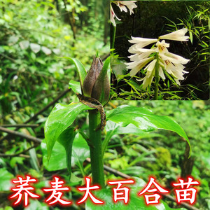 贵州珍稀深山荞麦叶大百合花中药材植物花卉大百合苗庭院绿化盆栽