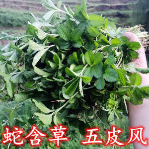 贵州大山新鲜现采五皮风 蛇含草 五叶梅五爪风五爪龙中草药500克