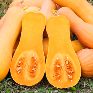 阿根廷奶油南瓜