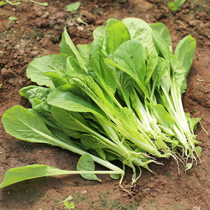 四季小白菜种子夏秋盆栽蔬菜青菜种籽孑菜种南方快菜农家青帮青梗