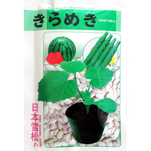 日本雪松 黄瓜西瓜甜瓜嫁接专用砧木白南瓜籽白籽南瓜种子种籽孑