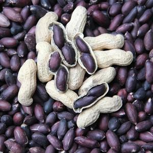 山东黑花生种子不带壳花生米种籽孑子红皮四粒红特大高产优质大粒