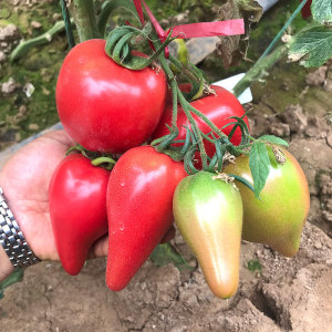 超甜芒果蜜番茄种子沙瓤水果大西红柿种籽四季盆栽蔬菜孑苗秧春季