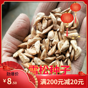 雪松种子印度香柏山东宝塔松喜马拉雅杉国产山东云南南京雪松籽