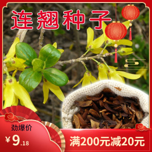 迎春花种子 连翘种子花开香气淡艳满枝金黄抗病虫耐旱耐寒中药籽