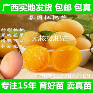 泰国无核枇杷芒树苗清甜芒果可盆栽地栽南北矮化苗四季当年结果