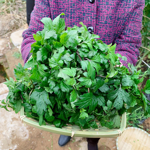 新鲜珍珠菜广东蔬菜真珠花 狼尾花扯根菜 红根鸭脚艾野菜珍珠花菜